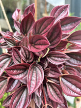 Load image into Gallery viewer, Peperomia caperata &#39;Cayenne&#39; / Radiator Plant
