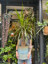 Load image into Gallery viewer, Dracaena marginata / Dragon Tree - *Local Delivery or Local Pick Up Only*
