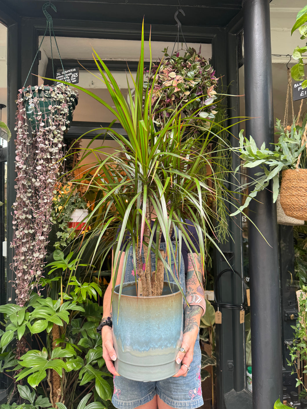 Dracaena marginata / Dragon Tree - *Local Delivery or Local Pick Up Only*