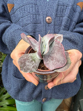 Load image into Gallery viewer, Cotyledon Hybrid

