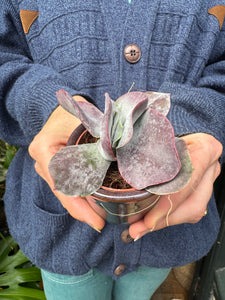 Cotyledon Hybrid