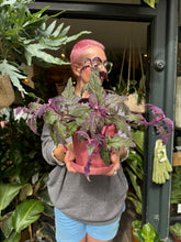 Load image into Gallery viewer, Gynura aurantiaca / Purple Passion Plant
