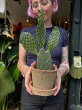 Load image into Gallery viewer, Opuntia rubescens Consolea / Road Kill Cactus
