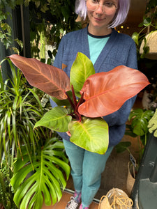 Philodendron Sunlight