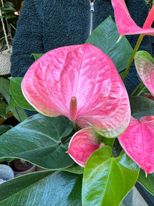 Anthurium andraeanum Sweet Dream / Flamingo Flower