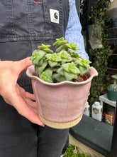 Load image into Gallery viewer, Crassula perforata / String of Buttons
