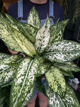 Load image into Gallery viewer, Aglaonema Snow White / Chinese Evergreen
