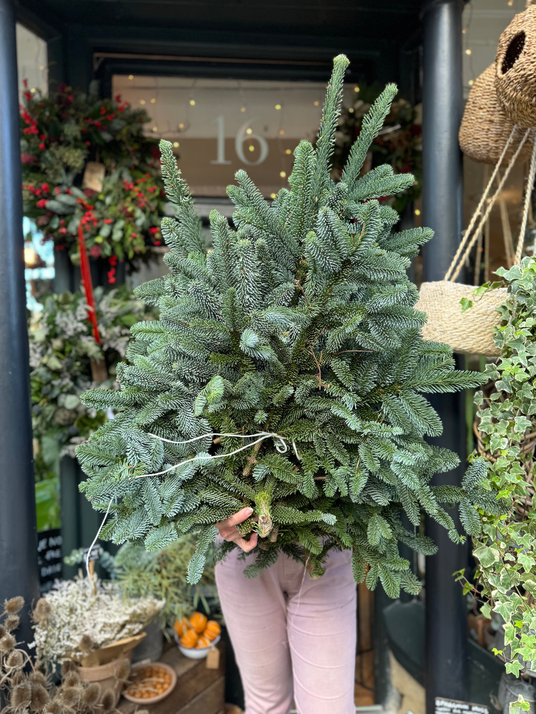 Blue Pine Foliage - Price Per Branch or Bundle