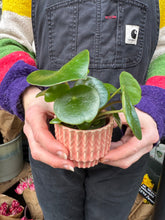Load image into Gallery viewer, Peperomia arifolia / Radiator Plant
