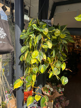 Load image into Gallery viewer, Philodendron scandens Brasil XXL -  *Local Delivery or Local Pick Up Only*
