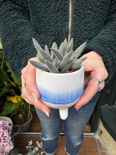 Load image into Gallery viewer, Crassula Silver Spark
