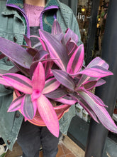 Load image into Gallery viewer, Tradescantia pallida Pink Stripe / Inch Plant
