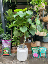 Load image into Gallery viewer, Ficus umbellata - *Local Delivery or Local Pick Up Only*

