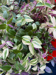 Tradescantia fluminensis Tricolor / Inch Plant