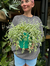 Load image into Gallery viewer, Cotyledon pendens / Cliff Cotyledon
