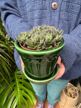 Load image into Gallery viewer, Crassula crassimus / Crassula Hybrid

