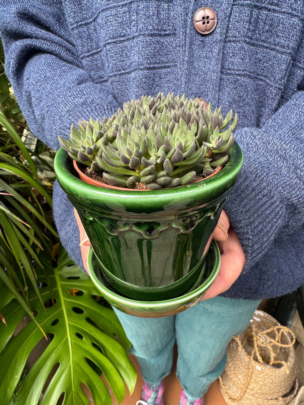 Crassula crassimus / Crassula Hybrid