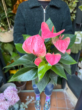 Load image into Gallery viewer, Anthurium andraeanum Sweet Dream / Flamingo Flower
