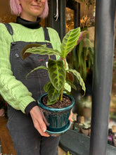 Load image into Gallery viewer, Calathea warscewiczii - Prayer Plant
