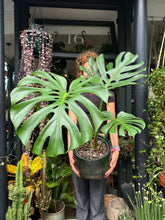 Load image into Gallery viewer, Monstera deliciosa Large Form / Cheese Plant - *Local Delivery or Local Pick Up Only*
