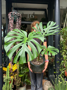 Monstera deliciosa Large Form / Cheese Plant - *Local Delivery or Local Pick Up Only*