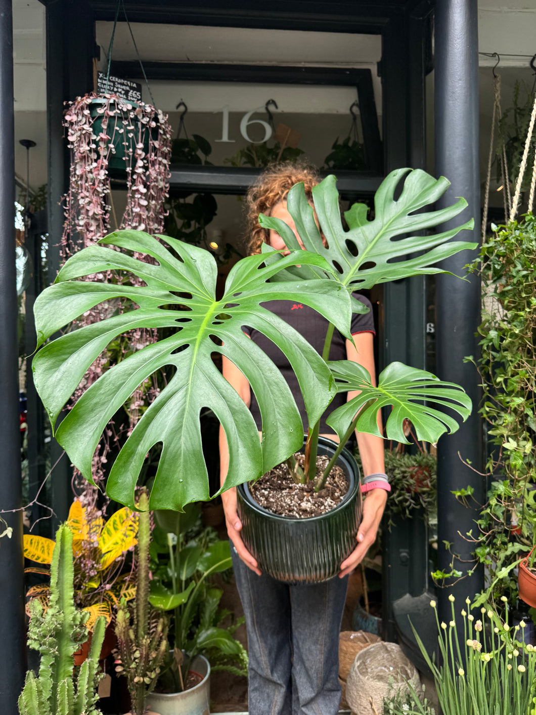Monstera deliciosa Large Form / Cheese Plant - *Local Delivery or Local Pick Up Only*