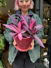 Load image into Gallery viewer, Tradescantia pallida Pink Stripe / Inch Plant
