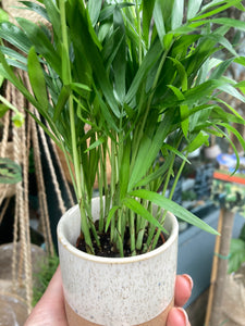 Chamaedorea elegans - Parlour Palm