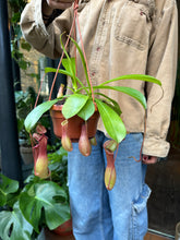 Load image into Gallery viewer, Nepenthes alata - Pitcher Plant/Monkey Cup Plant - *Local Delivery or Local Pick Up Only*
