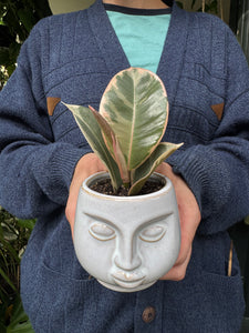Ficus elastica Tineke / Variegated Rubber Plant - 6cm Pot