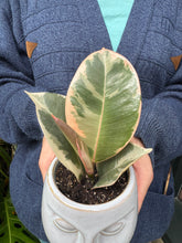 Load image into Gallery viewer, Ficus elastica Tineke / Variegated Rubber Plant - 6cm Pot
