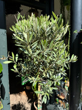 Load image into Gallery viewer, Olea europaea / Olive Tree - *Local Delivery or Local Pick Up Only*
