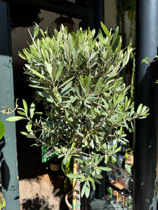 Olea europaea / Olive Tree - *Local Delivery or Local Pick Up Only*