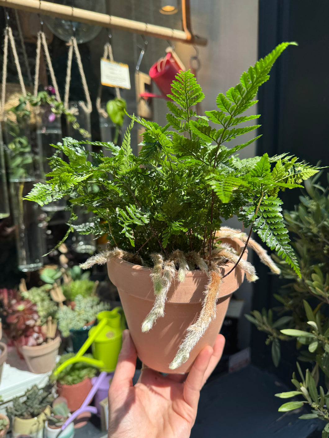 Humata tyermanii / White Rabbit's Foot Fern