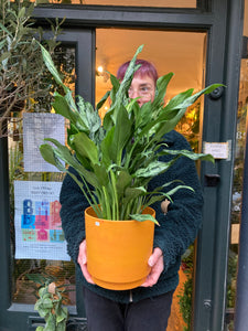 Aglaonema Miss Juliette - *Local Delivery or Local Pick Up Only*
