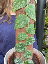 Load image into Gallery viewer, Monstera dubia / Shingle Plant

