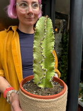 Load image into Gallery viewer, Euphorbia ingens Marmorata Variegata / Variegated Candelabra Cactus
