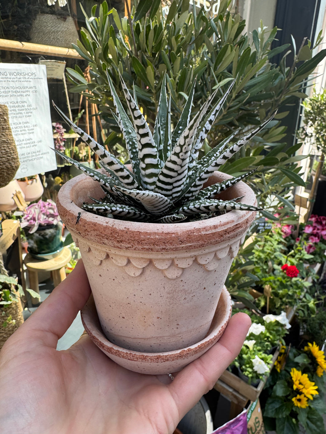 Haworthia fasciata Alba / Zebra Haworthia