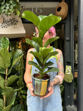 Load image into Gallery viewer, Ficus lyrata Bambino / Dwarf Fiddle Leaf Fig
