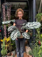 Load image into Gallery viewer, Calathea Helen Kennedy / Prayer Plant - *Local Delivery or Local Pick Up Only*
