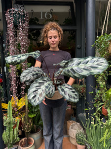 Calathea Helen Kennedy / Prayer Plant - *Local Delivery or Local Pick Up Only*