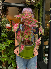 Load image into Gallery viewer, Caladium Carolyn Whorton / Angel Wings
