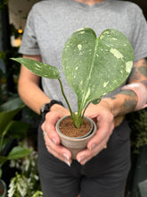 Load image into Gallery viewer, Monstera Thai Constellation / Variegated Cheese Plant
