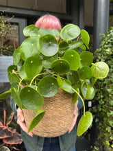 Load image into Gallery viewer, Pilea peperomioides / Chinese Money Plant - 17cm Pot
