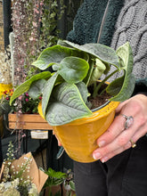 Load image into Gallery viewer, Alocasia melo / Alocasia rugosa / Elephant Ear
