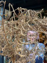 Load image into Gallery viewer, Bracken - Price Per Stem
