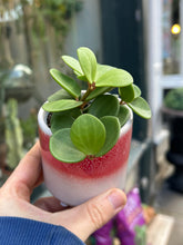Load image into Gallery viewer, Peperomia tetraphylla Hope / Acorn Peperomia
