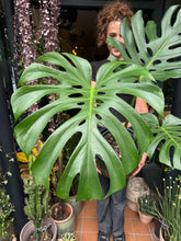 Load image into Gallery viewer, Monstera deliciosa Large Form / Cheese Plant - *Local Delivery or Local Pick Up Only*
