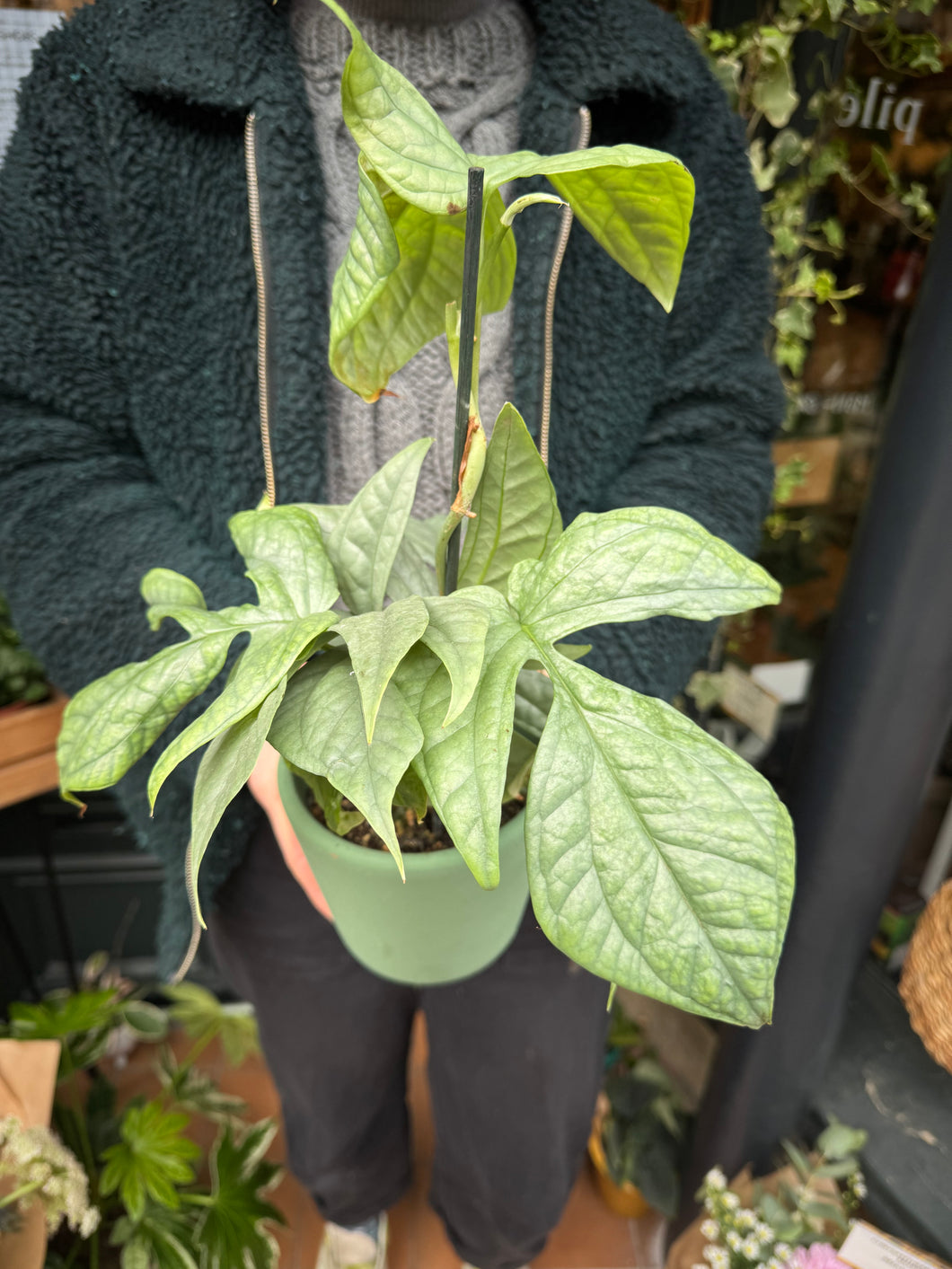 Monstera amydrium Medium Silver / Silver Spiderman Plant