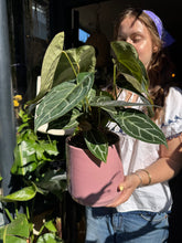 Load image into Gallery viewer, Anthurium crystallinum / Crystal Anthurium
